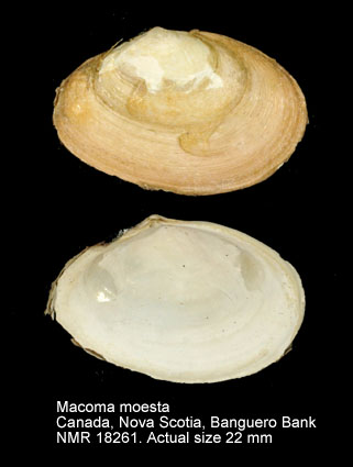 Macoma moesta.jpg - Macoma moesta(Deshayes,1855)